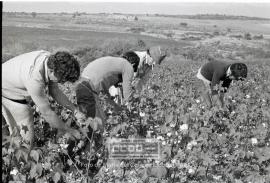 Segundas Jornadas Rojas del Campo: recogida de Algodón y elecciones sindicales