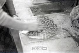 Fabricación de peinas – Foto 29