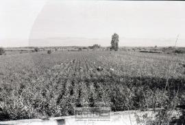 Recogida de algodón y vistas de El Pedroso (Sevilla). – Foto 12